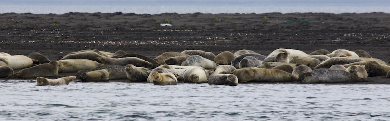 Harbor Seals On Beach